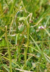 Pterostylis monticola