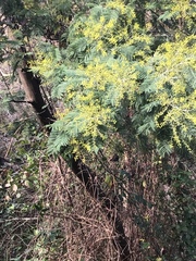 Acacia dealbata