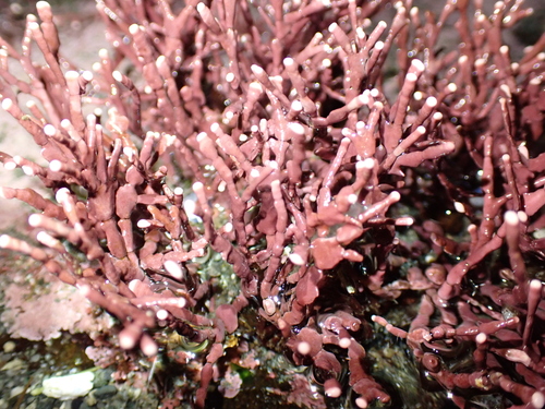 Encrusting Coralline Algae