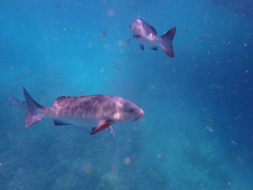 Bohar snapper (Lutjanus bohar) — Lutjanidae