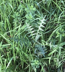 Galactites tomentosus