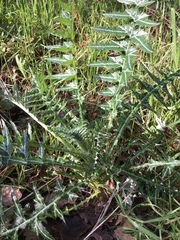 Galactites tomentosus