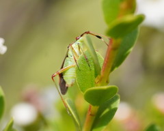 Pseudopantilius australis