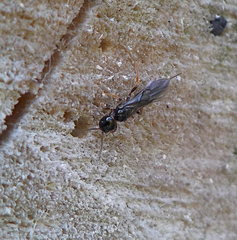 Histeromerinae
