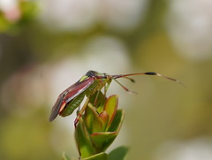 Pseudopantilius australis