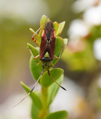 Pseudopantilius australis