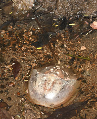 Carcinoscorpius rotundicauda