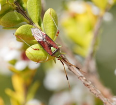 Pseudopantilius australis