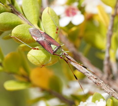 Pseudopantilius australis