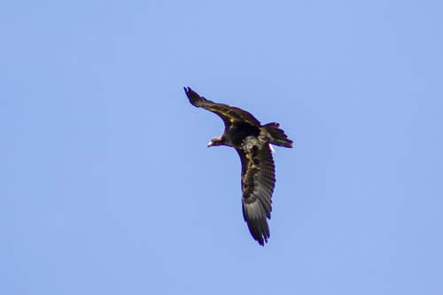 Wedge-tailed Eagle (Aquila audax), photo 4