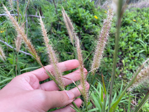 Cenchrus setosus observed 2026-01-03