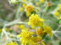 Senecio hispidulus