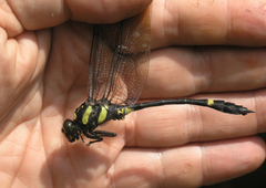 Gomphidictinus perakensis