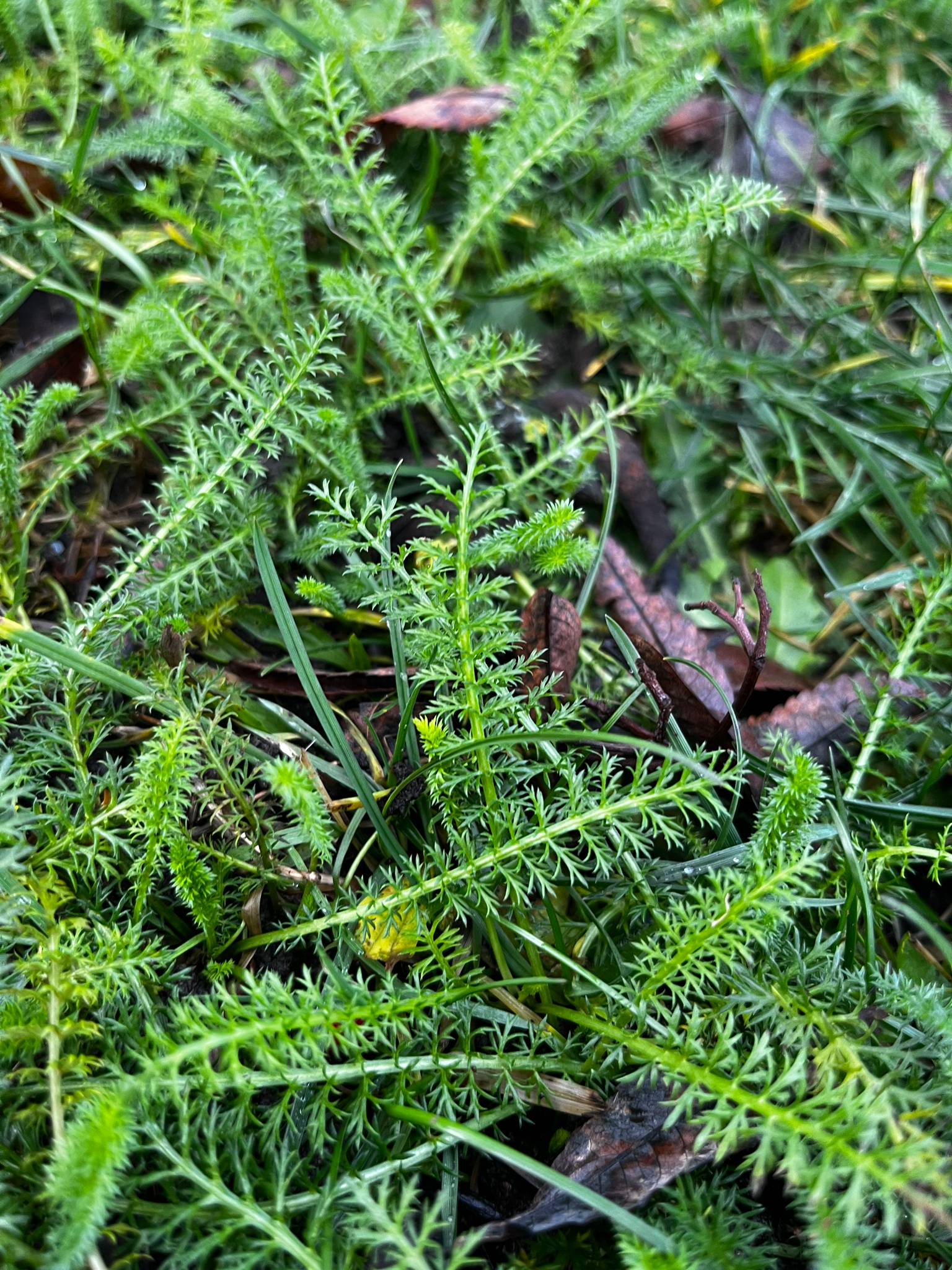 Řebříček Alabaster — foto