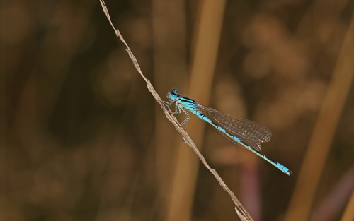 Dainty Damselfly photo 3