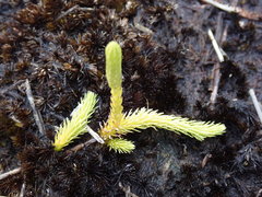 Brownseya serpentina
