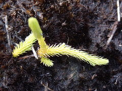 Brownseya serpentina