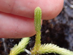 Brownseya serpentina