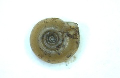 Bathyomphalus