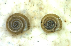 Bathyomphalus