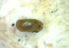 Bathyomphalus