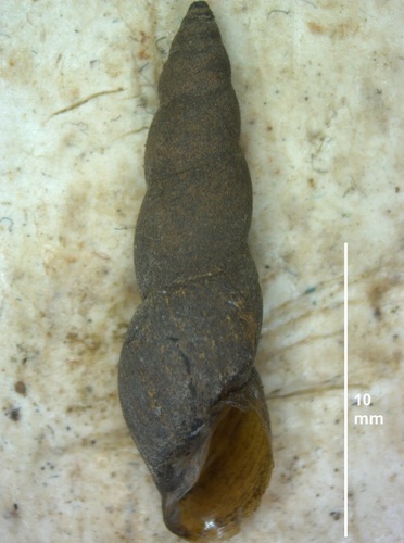 Aenigmomphiscola uvalievae