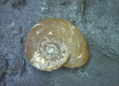 Choanomphalus
