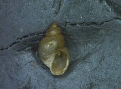 Galba sibirica