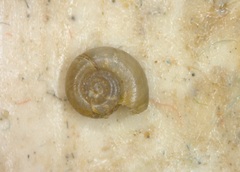 Choanomphalus