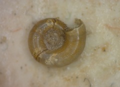 Choanomphalus