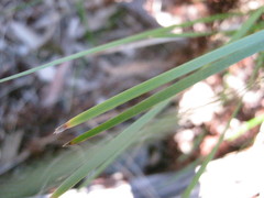 Lomandra densiflora
