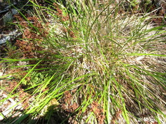 Lomandra densiflora