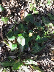 Ficaria verna