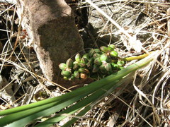 Lomandra densiflora