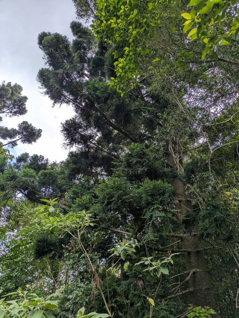 Bách tán sa mộc – Araucaria cunninghamii