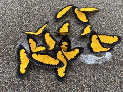 Xanthyris flaveolata