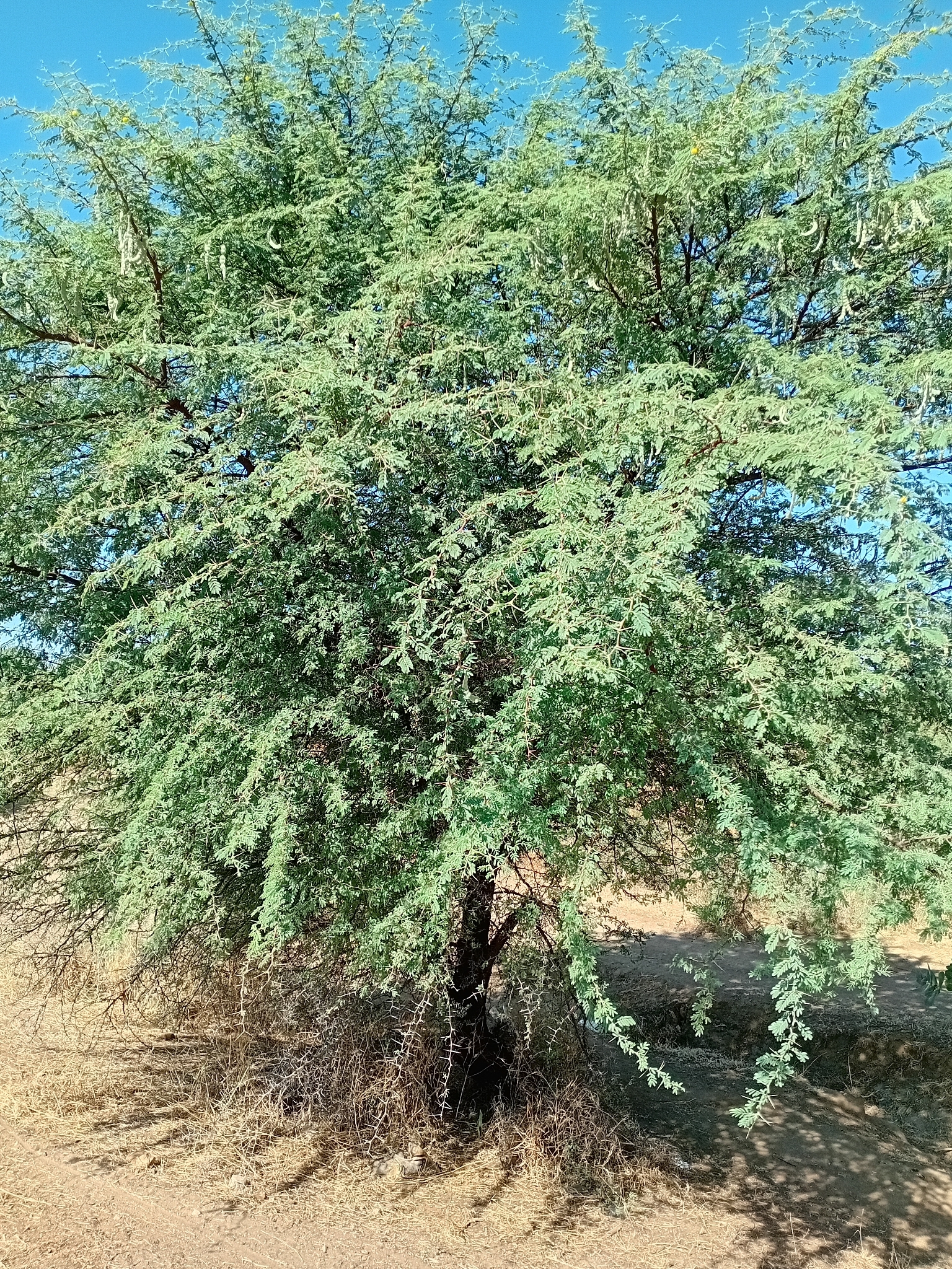 Gum arabic tree