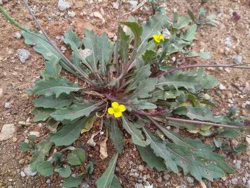 Diplotaxis muralis (L.) DC.