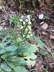 Prunella × intermedia