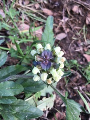 Prunella × intermedia