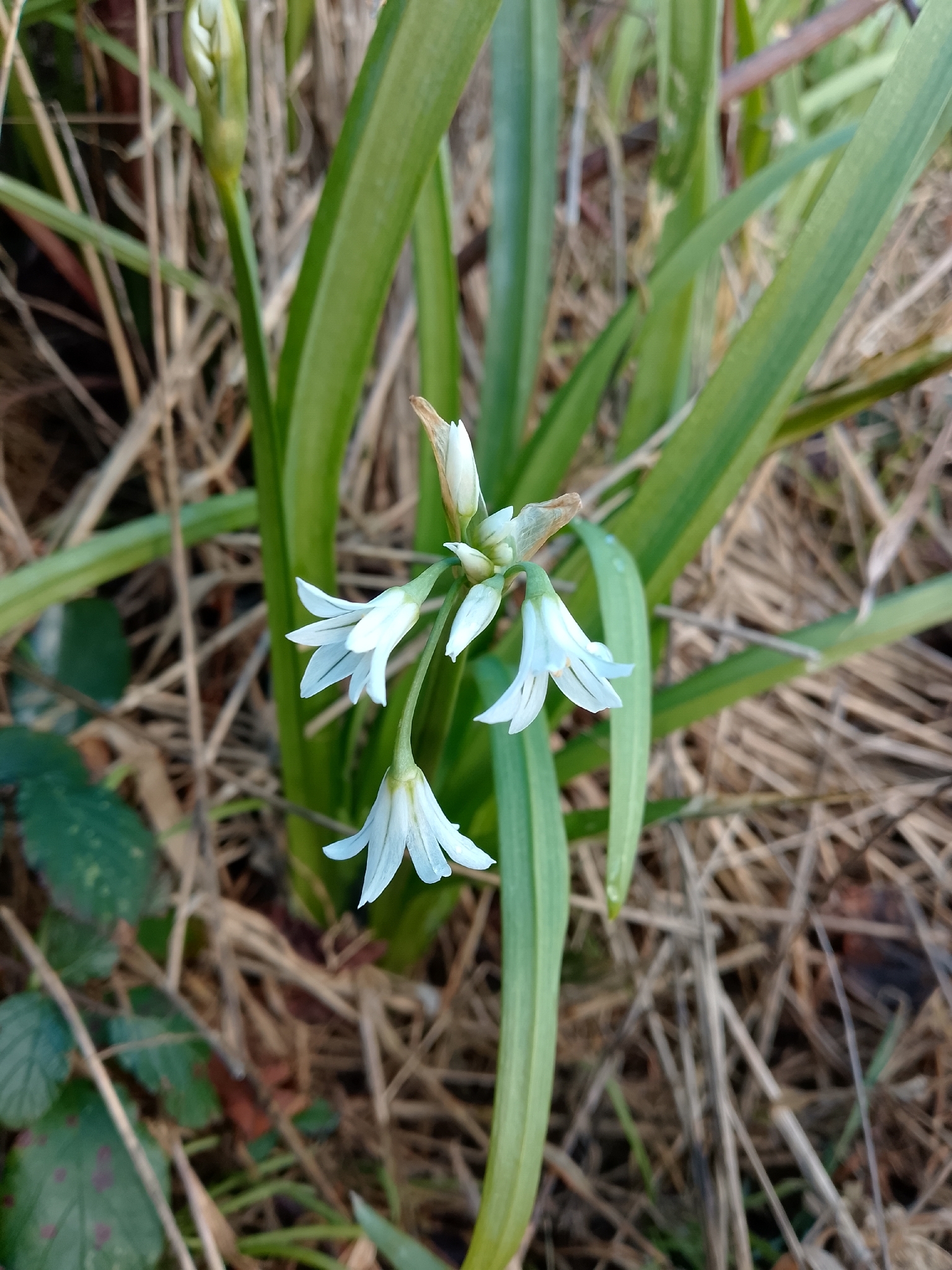 Three-cornered leek