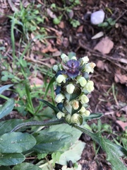 Prunella × intermedia