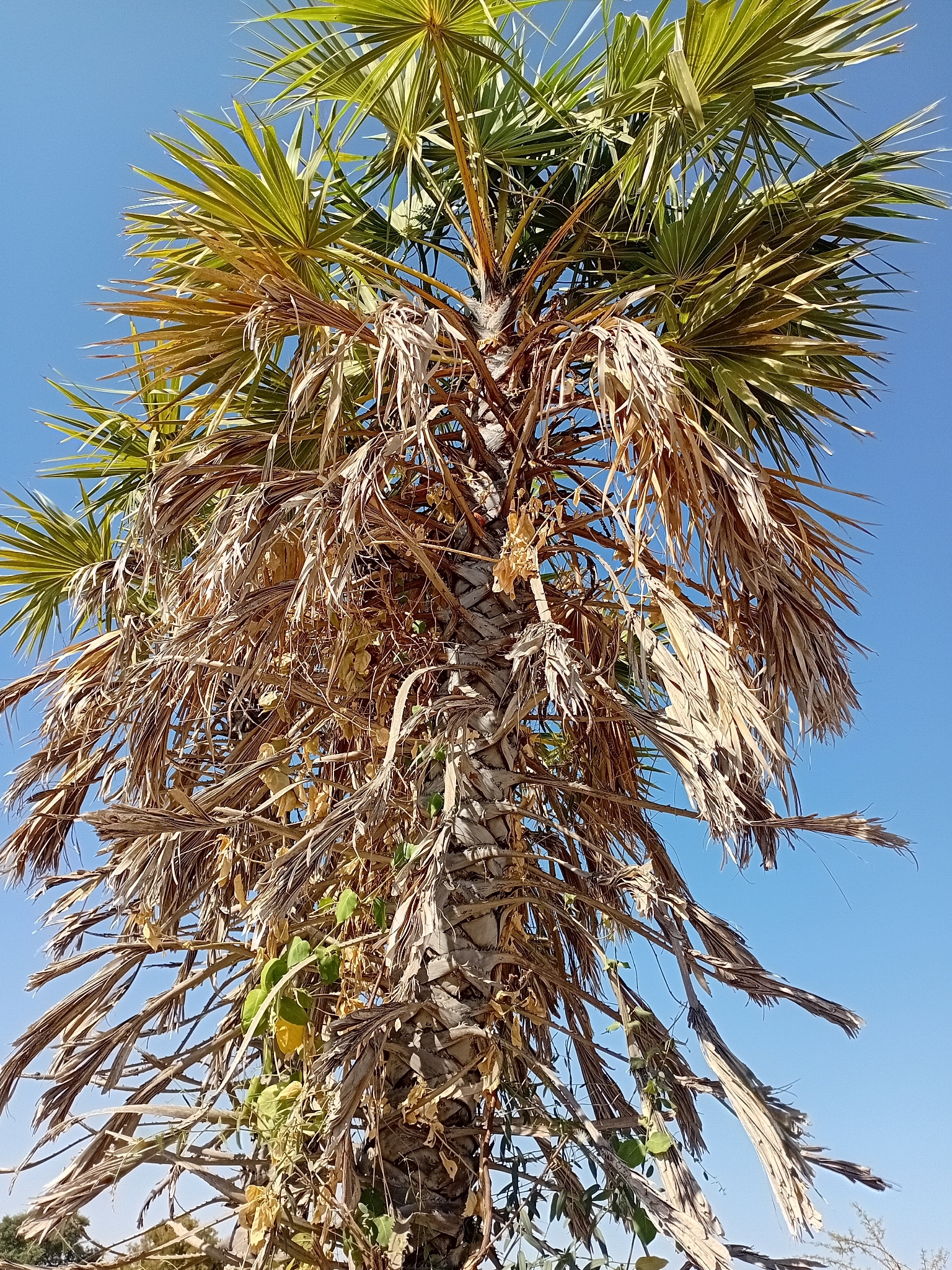 Doum palm