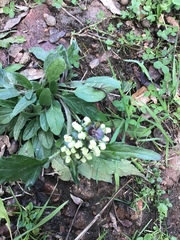 Prunella × intermedia