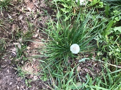Taraxacum officinale