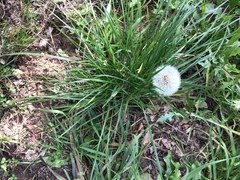 Taraxacum officinale