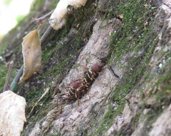 Neoclytus acuminatus acuminatus