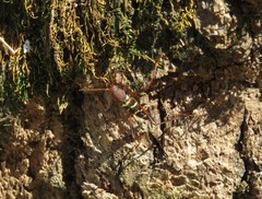 Neoclytus acuminatus acuminatus