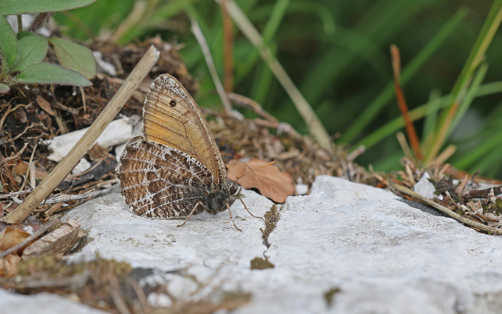 Oeneis glacialis