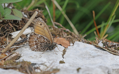Oeneis glacialis